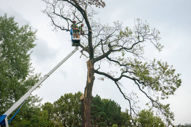 Emergency Storm Tree Removal in Dash Point, WA